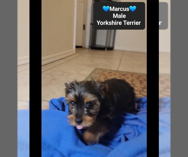 Medium Photo #2 Yorkshire Terrier Puppy For Sale in TUCSON, AZ, USA