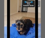 Small #1 Yorkshire Terrier