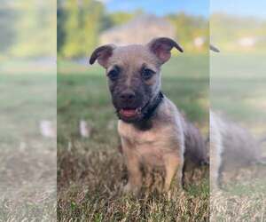 Smoke - Male Mutt Dog for Adoption - Photo #4