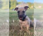 Small Photo #4 Mutt Puppy For Sale in Greenville, SC, USA