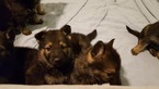 Small Photo #3 German Shepherd Dog Puppy For Sale in SPOKANE, WA, USA