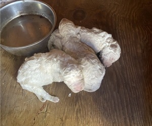 Komondor Litter for sale in WILDOMAR, CA, USA