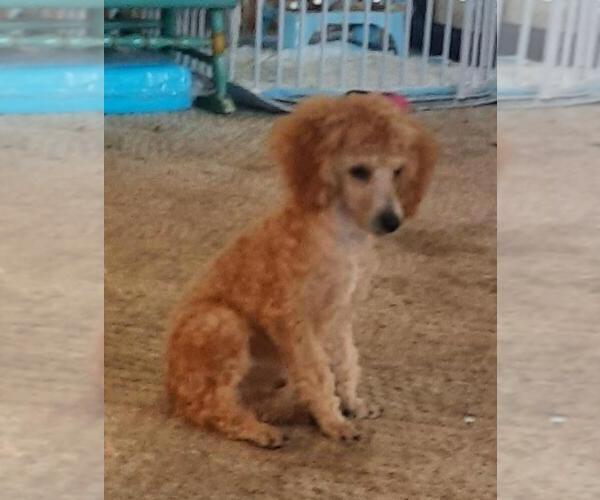Medium Photo #6 Poodle (Toy) Puppy For Sale in WAKARUSA, IN, USA