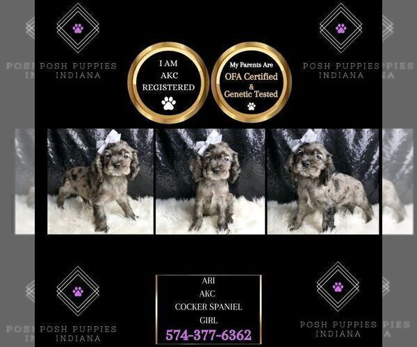 Medium Photo #44 Cocker Spaniel Puppy For Sale in WARSAW, IN, USA