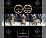 Small Photo #44 Cocker Spaniel Puppy For Sale in WARSAW, IN, USA