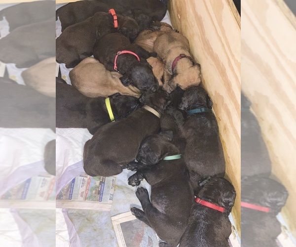 Medium Photo #127 Boerboel Puppy For Sale in LAS CRUCES, NM, USA