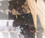 Small Photo #127 Boerboel Puppy For Sale in LAS CRUCES, NM, USA