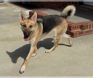 Mutt Dogs for adoption in Raleigh, NC, USA