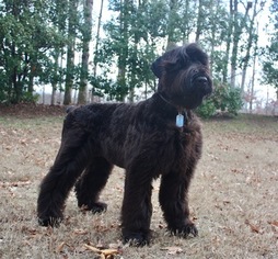 Medium Black Russian Terrier