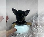 Small #9 Chihuahua