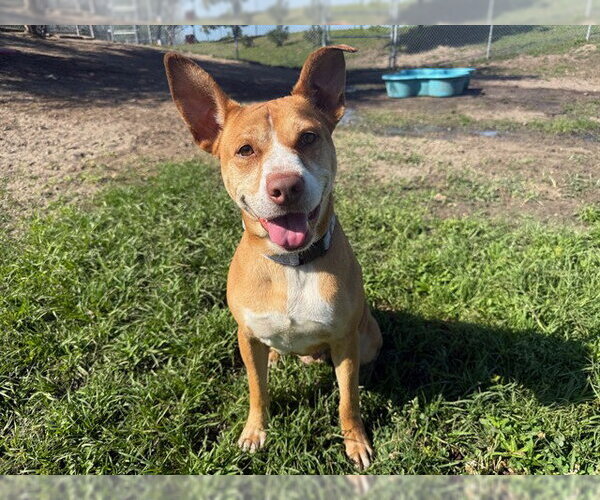 Medium Photo #2 American Pit Bull Terrier Puppy For Sale in Ocala, FL, USA