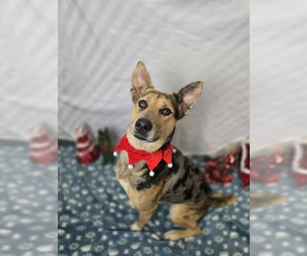 Medium Photo #1 Aussiedor Puppy For Sale in London, Ontario, Canada