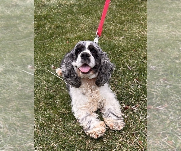 Medium Photo #1 Cocker-Pei Puppy For Sale in MIDDLEBURY, IN, USA