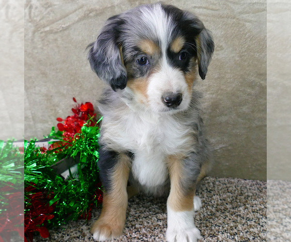 Medium Photo #6 Bernedoodle (Miniature) Puppy For Sale in ROY, UT, USA