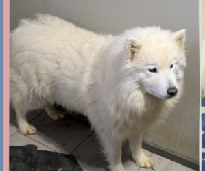 Mother of the Samoyed puppies born on 12/14/2024