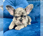 Small Photo #15 French Bulldog Puppy For Sale in NEW YORK, NY, USA