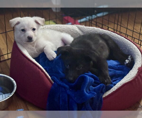 Medium Photo #5 Shepradors Puppy For Sale in Princeton, MN, USA