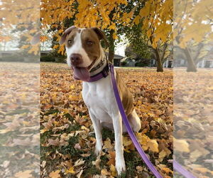 American Pit Bull Terrier-Unknown Mix Dogs for adoption in Evansville, IN, USA