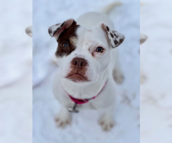 Medium Photo #3 Pug-Unknown Mix Puppy For Sale in Gloversville, NY, USA