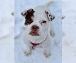 Small #2 Pug Mix