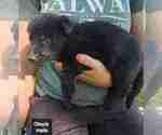 Small #14 German Shepherd Dog