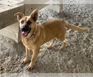 German Shepherd Dog-Unknown Mix Dogs for adoption in Hanford, CA, USA