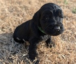 Puppy Valentino Boykin Spaniel-Goldendoodle Mix