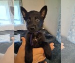 Small #4 German Shepherd Dog