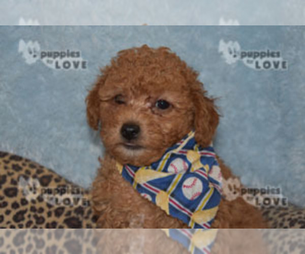 Medium Photo #4 Poodle (Toy) Puppy For Sale in SANGER, TX, USA