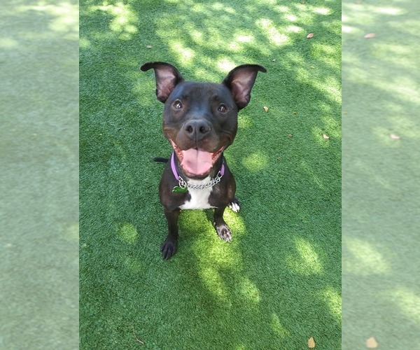 Medium Photo #35 Mutt Puppy For Sale in Pompano Beach , FL, USA