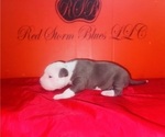 Small Photo #4 American Pit Bull Terrier Puppy For Sale in TRENTON, NJ, USA