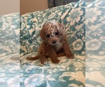 Puppy Curly Rattle