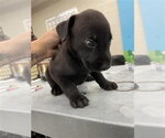 GUMMI - Male Labrador Retriever-Unknown Mix Dog for Adoption - Small photo