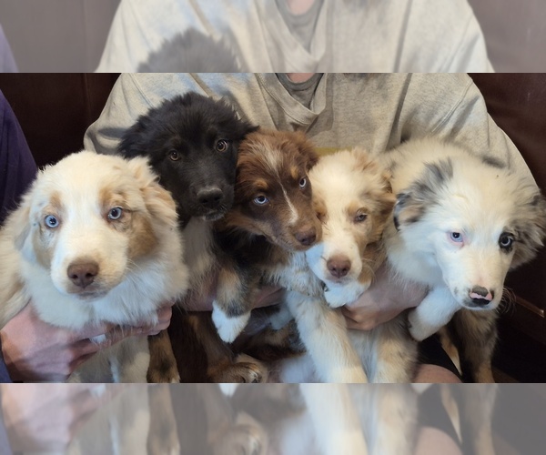 Medium Photo #1 Australian Shepherd Puppy For Sale in WAKARUSA, KS, USA