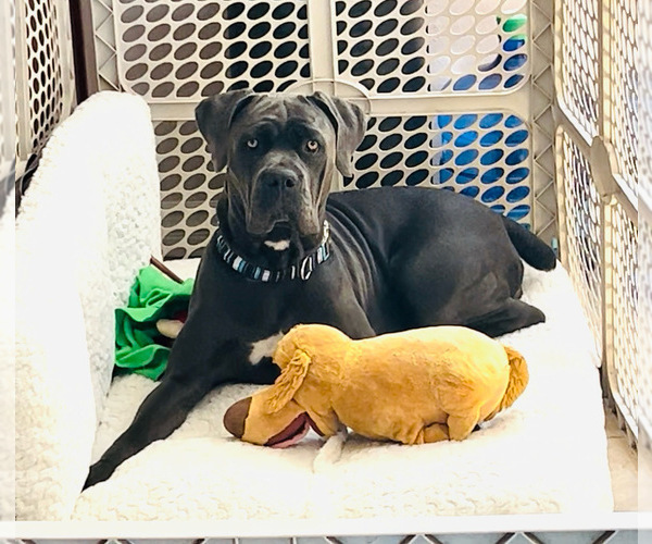Medium Photo #1 Cane Corso Puppy For Sale in WOODLAND HILLS, CA, USA