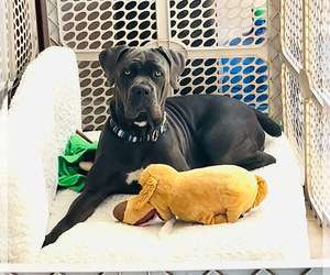 Mother of the Cane Corso puppies born on 04/30/2025