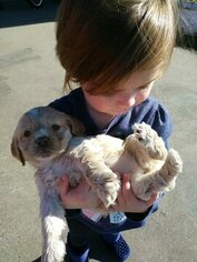 Cocker Spaniel Puppy for sale in NEOSHO, MO, USA