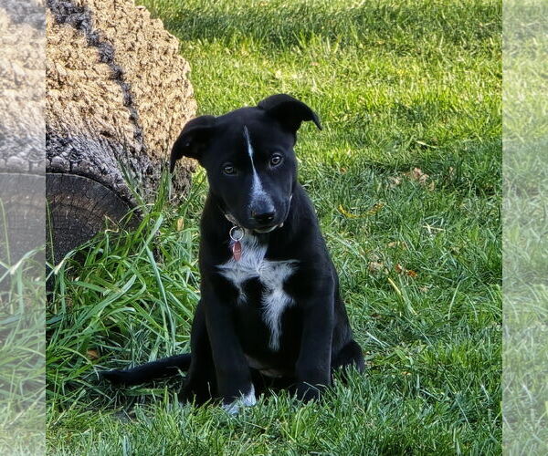 Medium Photo #6 Border Collie-Unknown Mix Puppy For Sale in Fargo, ND, USA