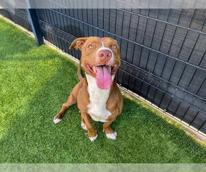 Staffordshire Bull Terrier-Unknown Mix Dogs for adoption in Orange, CA, USA