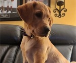Small Photo #87 Labrador Retriever Puppy For Sale in BUFFALO, NY, USA