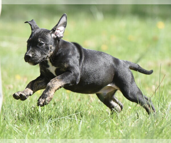 Medium Photo #2 Mutt Puppy For Sale in Mechanicsburg, PA, USA