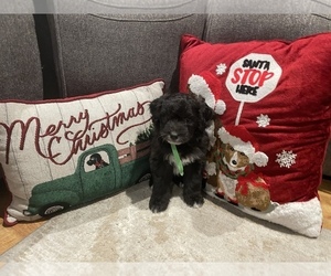 Australian Shepherd-Goldendoodle Mix Puppy for sale in CHULA VISTA, CA, USA
