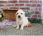 Small #2 Golden Retriever