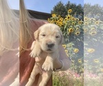 Puppy Rose Golden Retriever