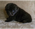 Small Photo #31 Newfoundland Puppy For Sale in CAMBRIDGE, NE, USA