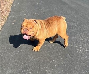 Father of the Bulldog puppies born on 05/11/2023