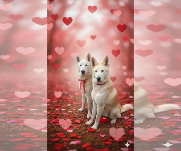 Medium Photo #3 Siberian Husky-Unknown Mix Puppy For Sale in Newport Beach, CA, USA