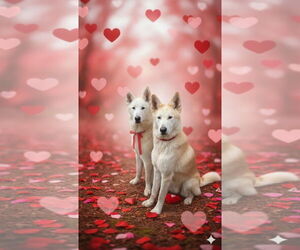 Cody & Comet - Male Siberian Husky-Unknown Mix Dog for Adoption - Photo #3