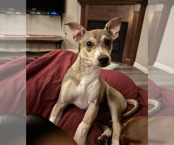 Medium Photo #7 Mutt Puppy For Sale in Arlington, VA, USA