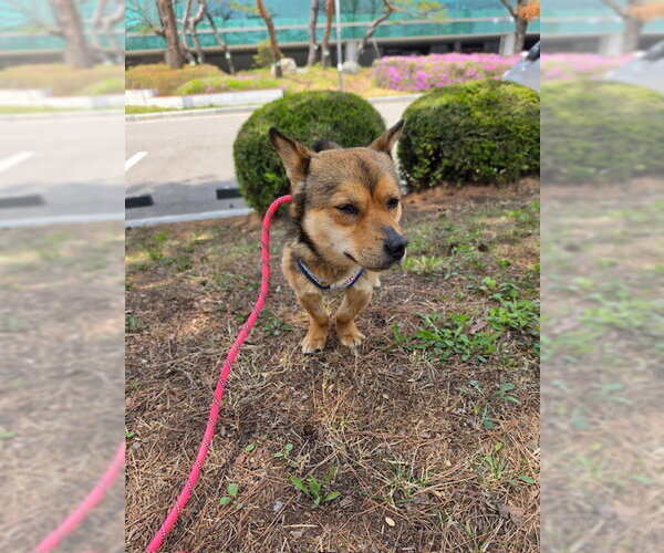 Medium Photo #2 Mutt Puppy For Sale in Agoura Hills, CA, USA